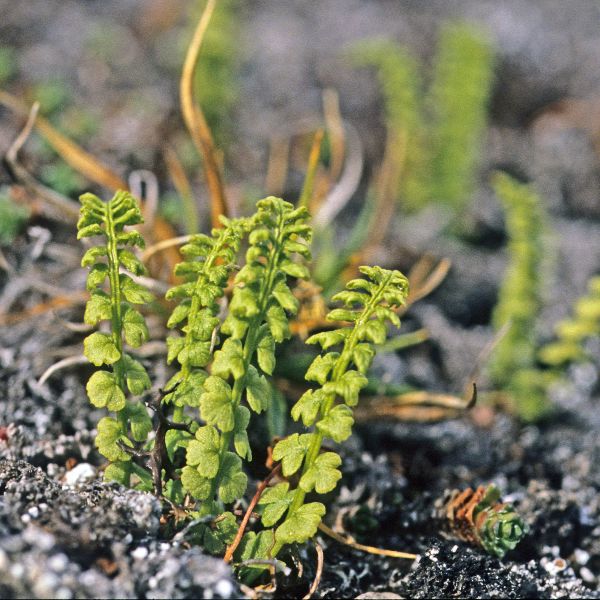Woodsia glabella Svalbard E. Fremstad 1991 2a